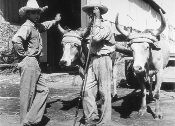 all the pretty horses essay Free essay: all the pretty horses john grady is not your average cowboy all the pretty horses is not your typical coming-of-age story this is an honest. all the pretty horses essay Free essay: all the pretty horses john grady is not your average cowboy all the pretty horses is not your typical coming-of-age story this is an honest.